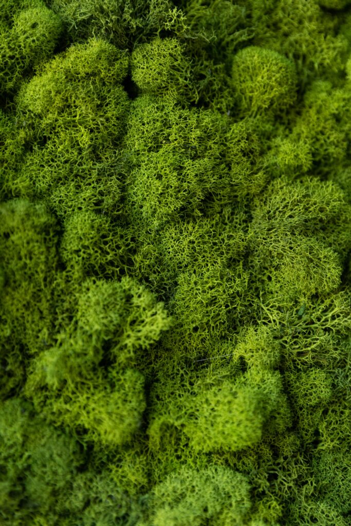 Green moss texture on a wall