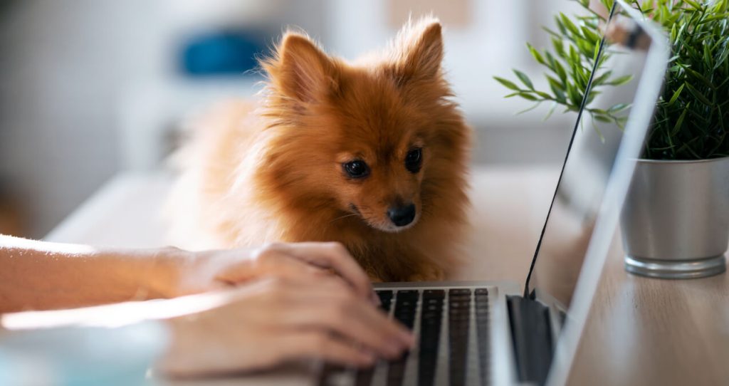 Young woman using laptop computer at home | Ethical data scraping
