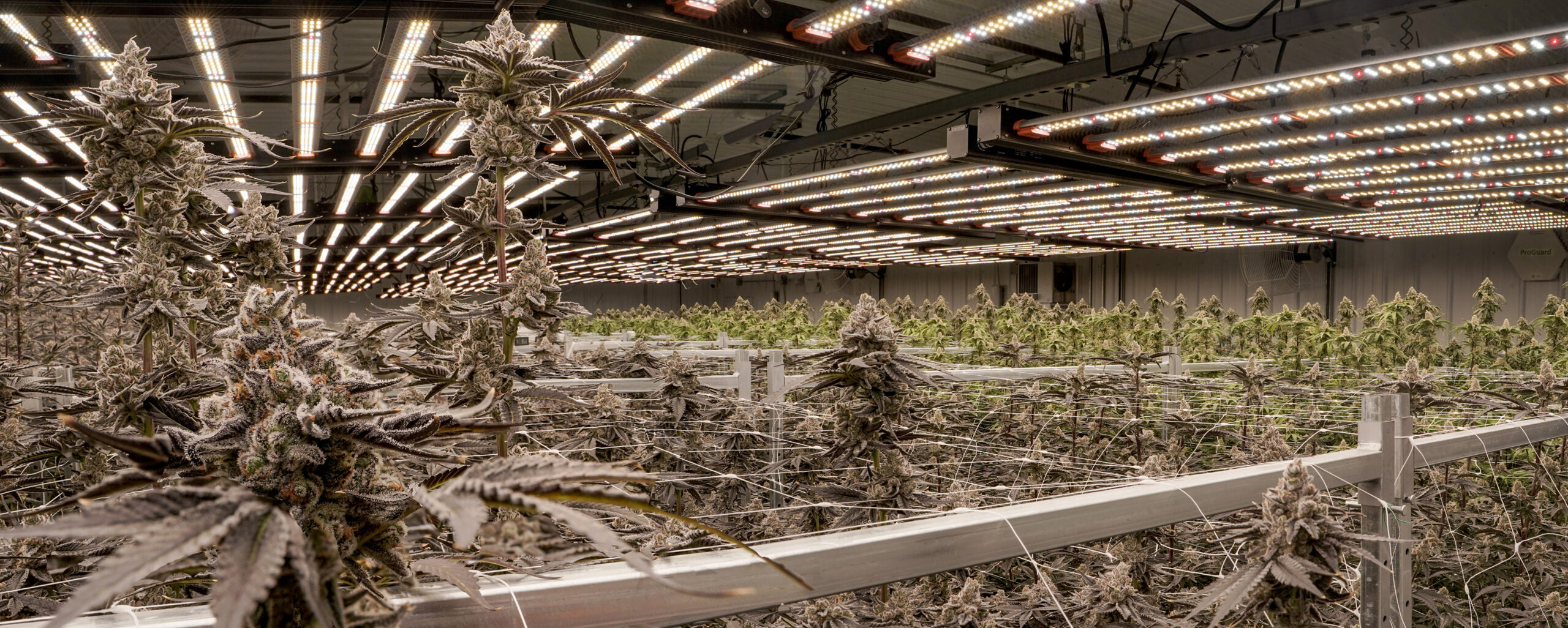 Wojo Co Cannabis
