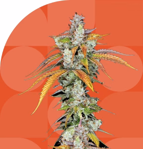 Wojo Strains