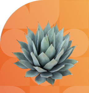 Pure Cabo Tequila Tastings